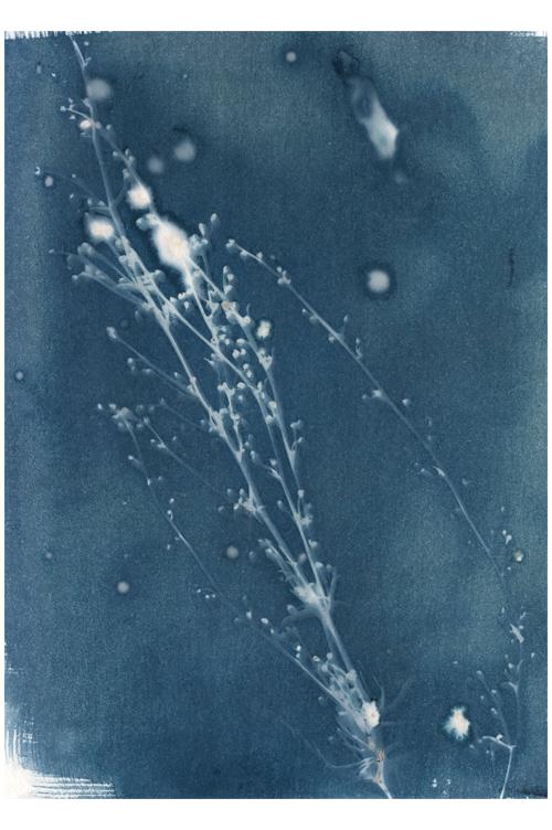 Flowers V